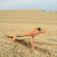 Palmatogecko rangei