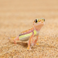 Palmatogecko rangei