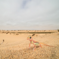 Palmatogecko rangei