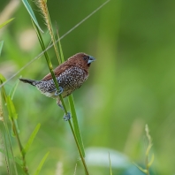 panenka muškátová - Lonchura punctulata