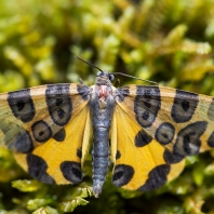 Pantherodes conglomerata