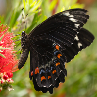 Papilio aegeus