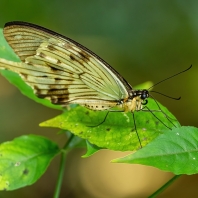 Papilio dardanus