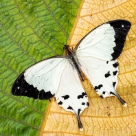 Papilio dardanus