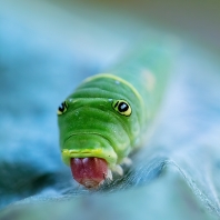 Papilio glaucus