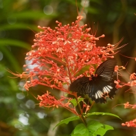 Papilio memnon