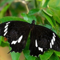 Papilio nephelus