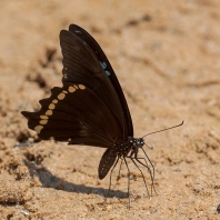Papilio nireus
