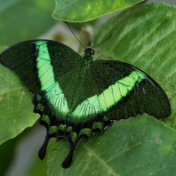 Papilio palinurus
