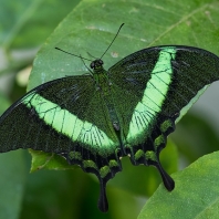 Papilio palinurus