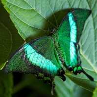 Papilio palinurus