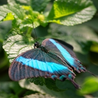 Papilio palinurus