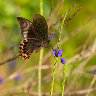 Papilio paris
