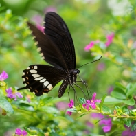 Papilio polytes