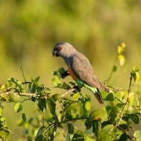 papoušek červenobřichý - Poicephalus rufiventris