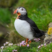 papuchalk severní - Fratercula arctica