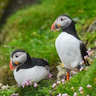 papuchalk severní - Fratercula arctica