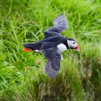 papuchalk severní - Fratercula arctica