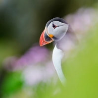 papuchalk severní - Fratercula arctica