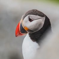 papuchalk severní - Fratercula arctica