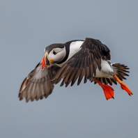 papuchalk severní - Fratercula arctica