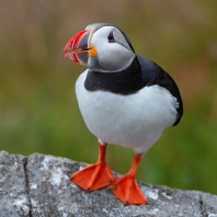 papuchalk severní - Fratercula arctica