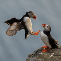 papuchalk severní - Fratercula arctica