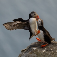 papuchalk severní - Fratercula arctica