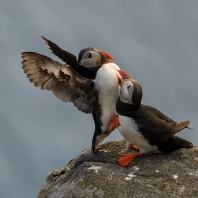 papuchalk severní - Fratercula arctica