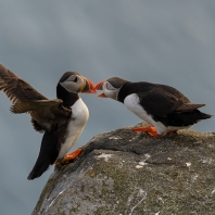 papuchalk severní - Fratercula arctica