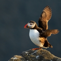 papuchalk severní - Fratercula arctica