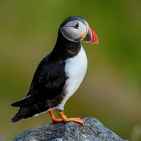 papuchalk severní - Fratercula arctica