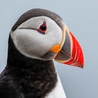 papuchalk severní - Fratercula arctica