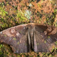 Paragonia cruraria