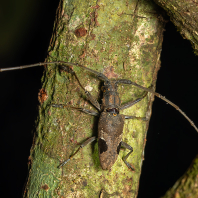Paraleprodera insidiosa