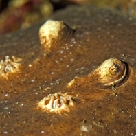 parejnokovití - Torpedinidae