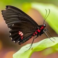 Parides sesostris