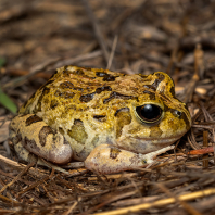 paropuchovití - Limnodynastidae