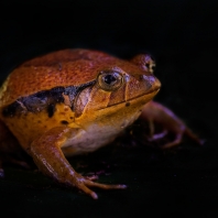 parosnička rajská - Dyscophus antongilii