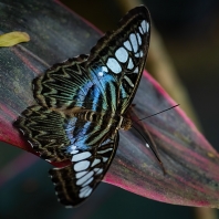 Parthenos sylvia
