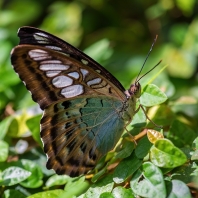 Parthenos sylvia