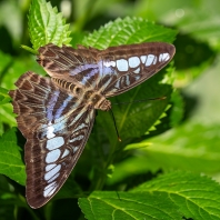 Parthenos sylvia