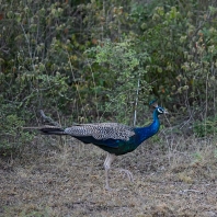 páv korunkatý - Pavo cristatus