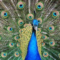 páv korunkatý - Pavo cristatus