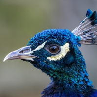 páv korunkatý - Pavo cristatus