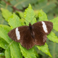 Pedaliodes peucestas