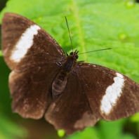 Pedaliodes peucestas