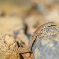 Pedioplanis inornata