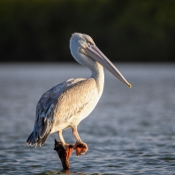 pelikán africký - Pelecanus rufescens