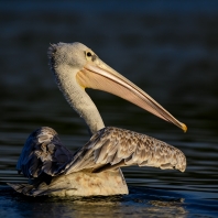 pelikán africký - Pelecanus rufescens